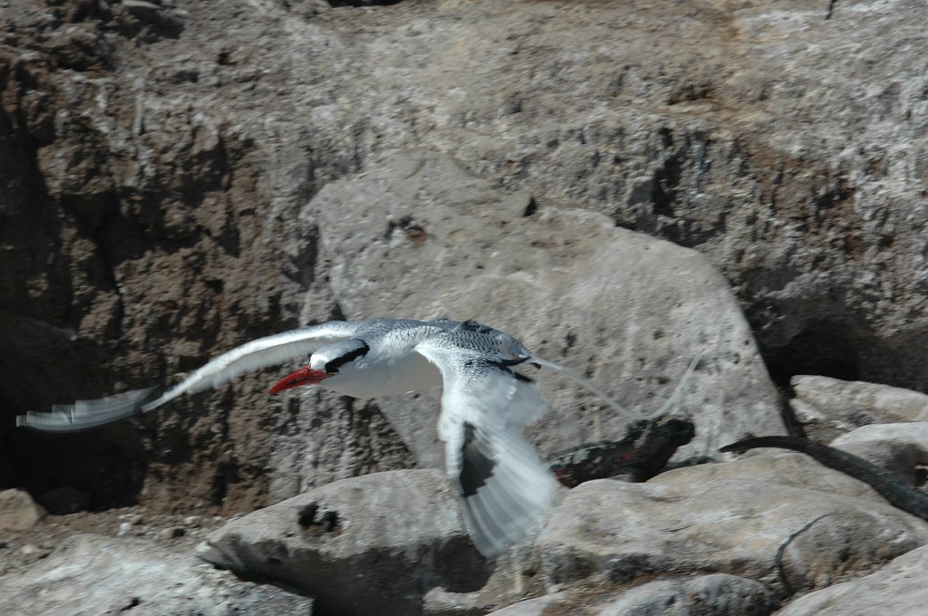 Tropicbird, Red-billed, 2004-10313994.JPG - Red-billed Tropicbird in flight